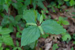 Green trillium